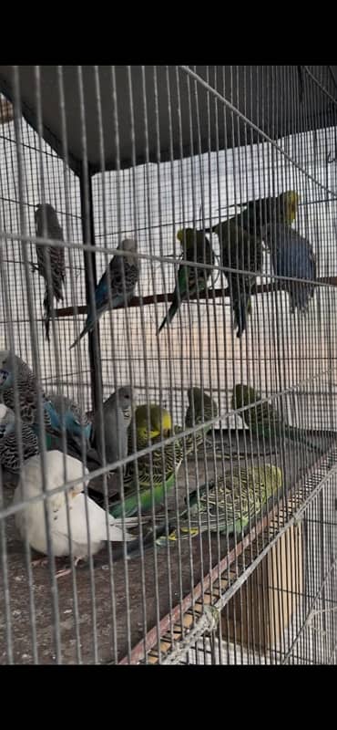 Exhibition Budgies Available 3