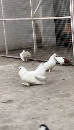 Exchange possible another birds Pigeons breeders  pair for sale