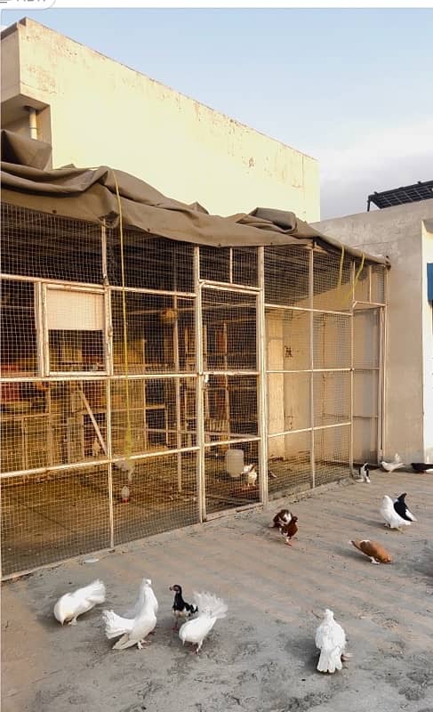 Pigeons breeders  pair for sale 1