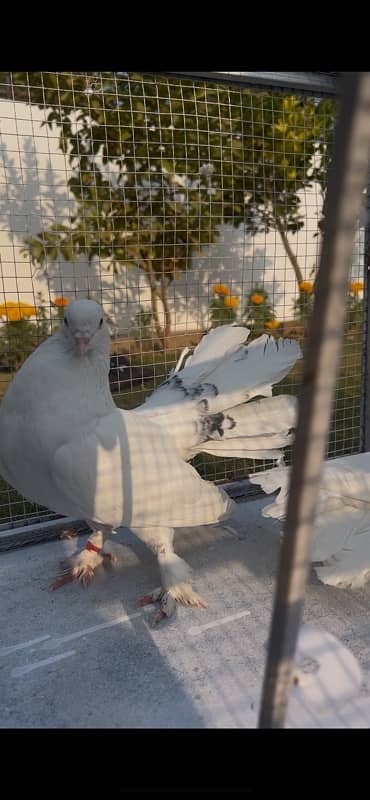 Pigeons breeders  pair for sale 2