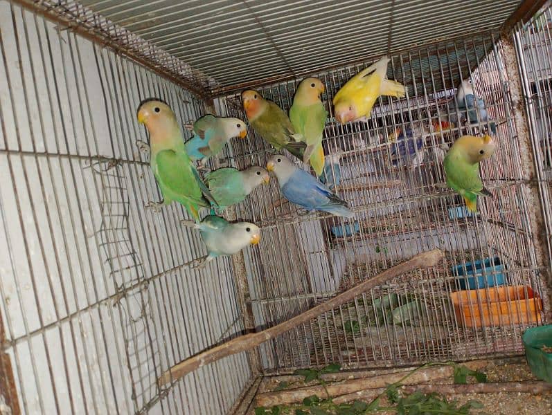 Rosicolli Opline Lovebirds and Common lovebird 0