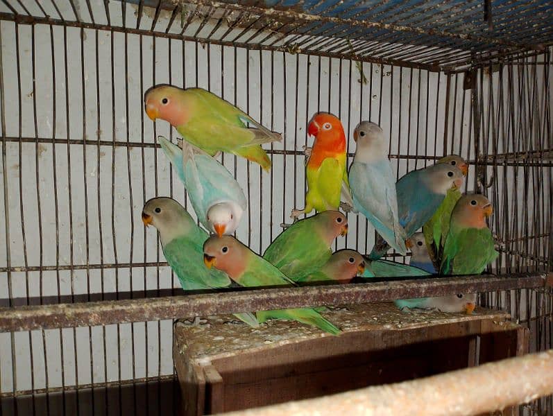 Rosicolli Opline Lovebirds and Common lovebird 1