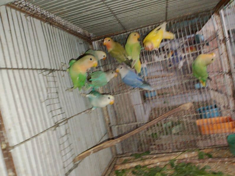 Rosicolli Opline Lovebirds and Common lovebird 2