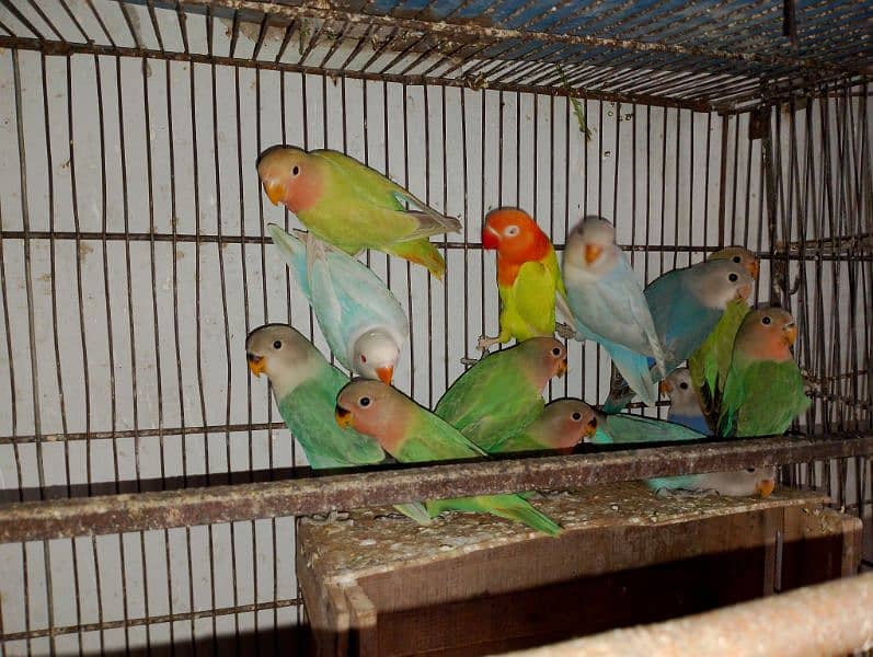 Rosicolli Opline Lovebirds and Common lovebird 3