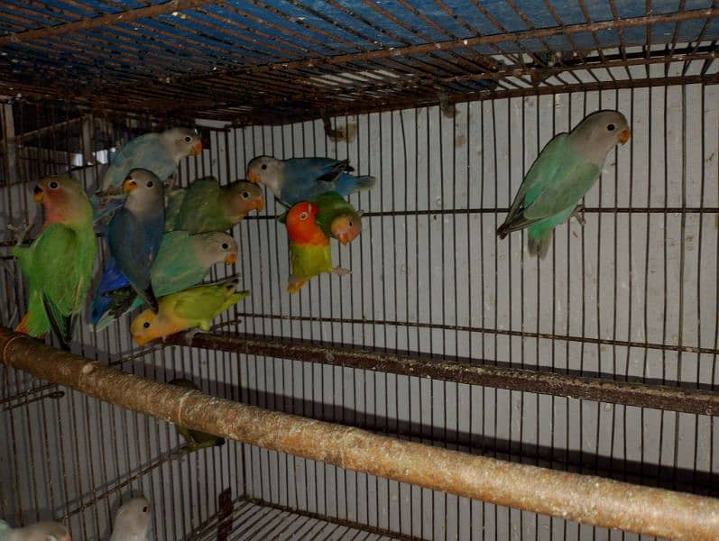 Rosicolli Opline Lovebirds and Common lovebird 4