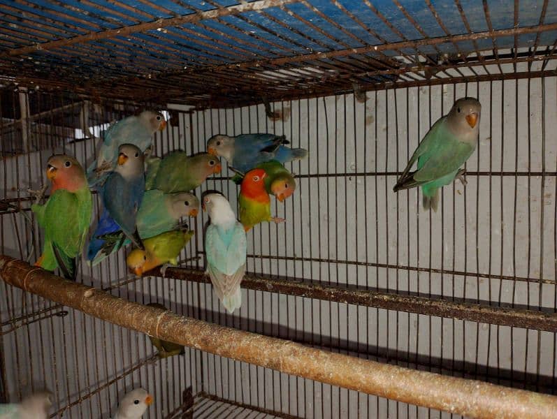 Rosicolli Opline Lovebirds and Common lovebird 5