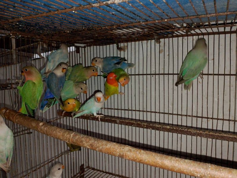 Rosicolli Opline Lovebirds and Common lovebird 6