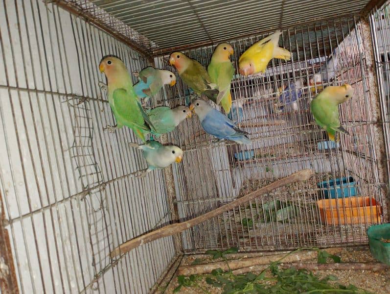 Rosicolli Opline Lovebirds and Common lovebird 7