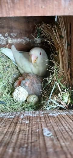 Creamino x albino Red with 1 chick