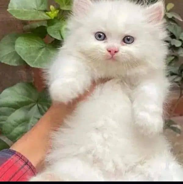 quality Persian panch face cate & kittan male female both available h 1