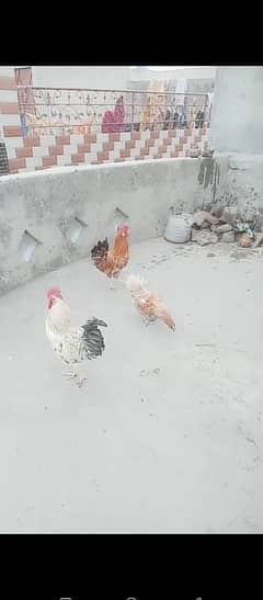 3hen golden misri 2murgay 1murgi bredar