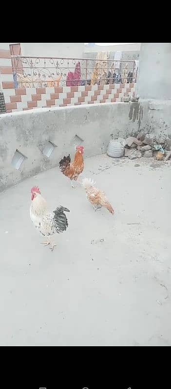 3hen golden misri 2murgay 1murgi bredar 0