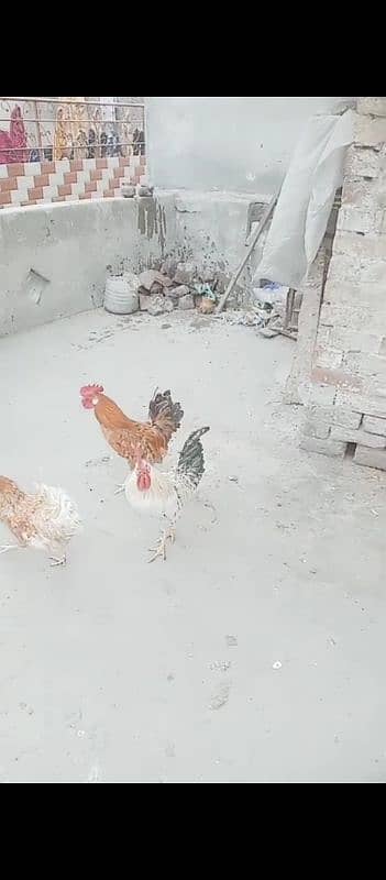 3hen golden misri 2murgay 1murgi bredar 2