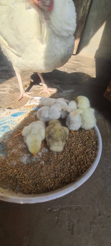 11 days old heera high quality chicks 0