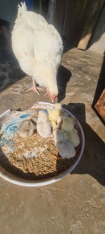 11 days old heera high quality chicks 1