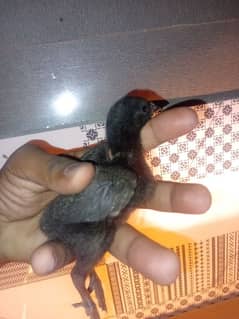 pure black dragon chicks top quality