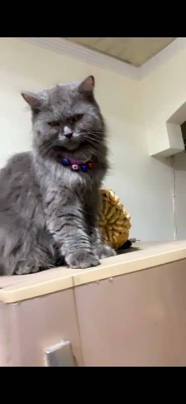 triple coated grey Persian female 1