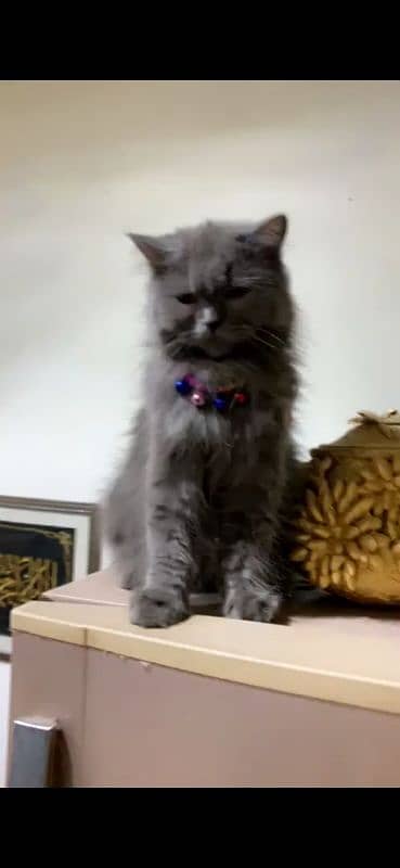 triple coated grey Persian female 2