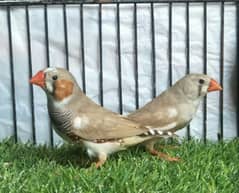 Fawn Pied Finch Pair