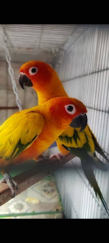 sun conure HIGH RED FACTOR breeder pair 0