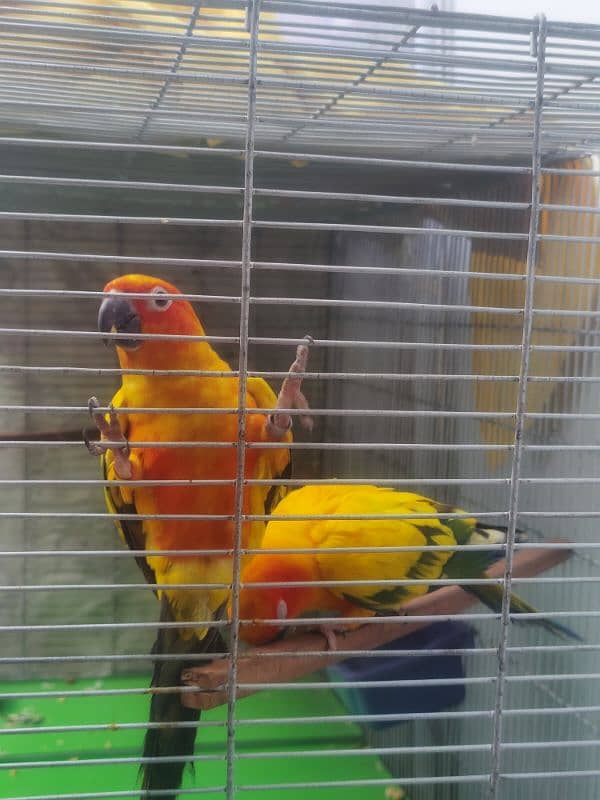 sun conure HIGH RED FACTOR breeder pair 1