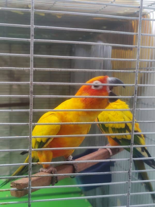 sun conure HIGH RED FACTOR breeder pair 2