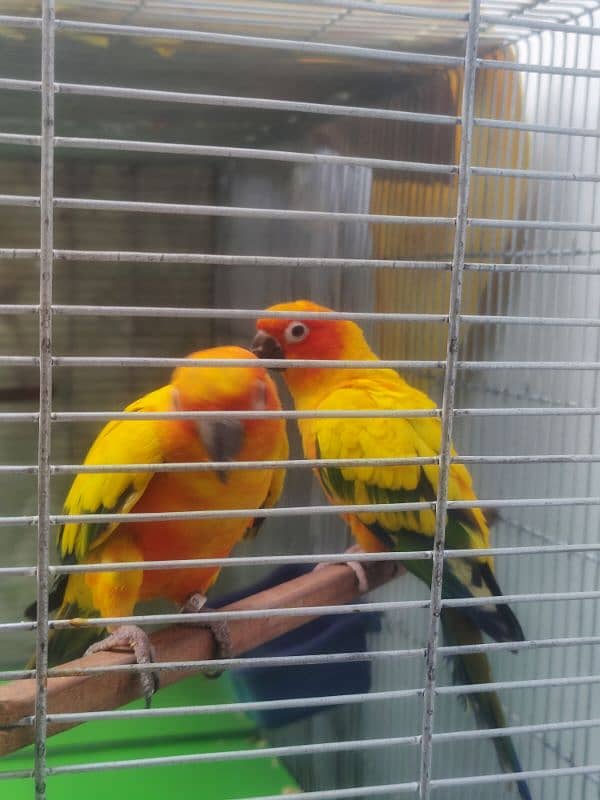 sun conure HIGH RED FACTOR breeder pair 3