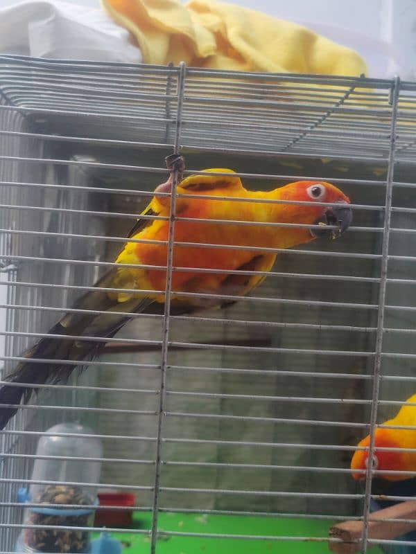 sun conure HIGH RED FACTOR breeder pair 4