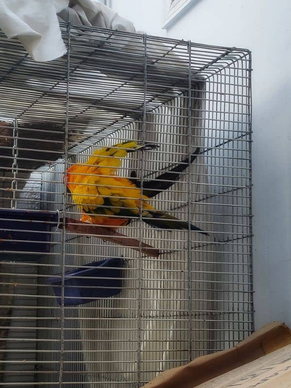 sun conure HIGH RED FACTOR breeder pair 5