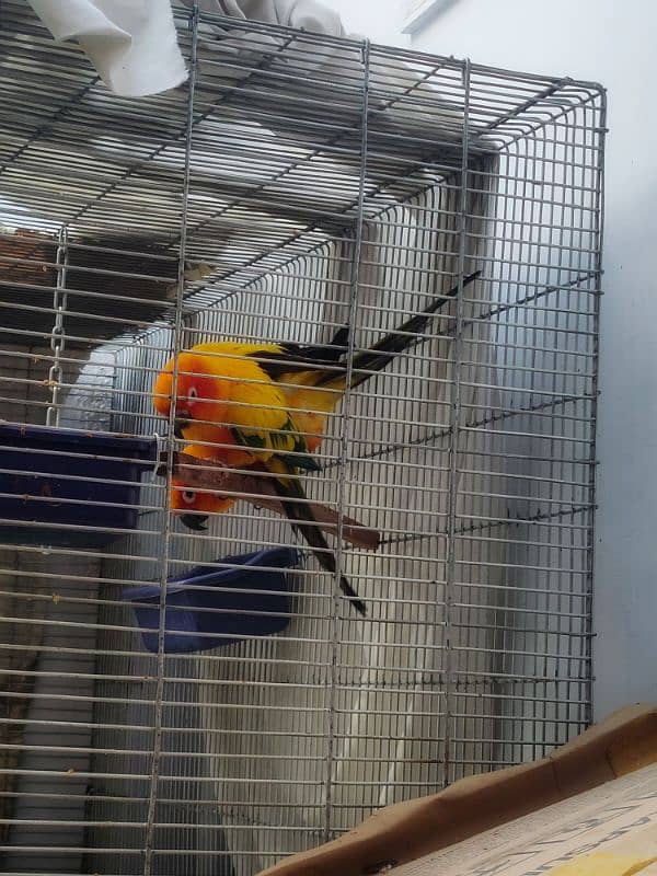 sun conure HIGH RED FACTOR breeder pair 6