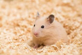 seriyan hamster