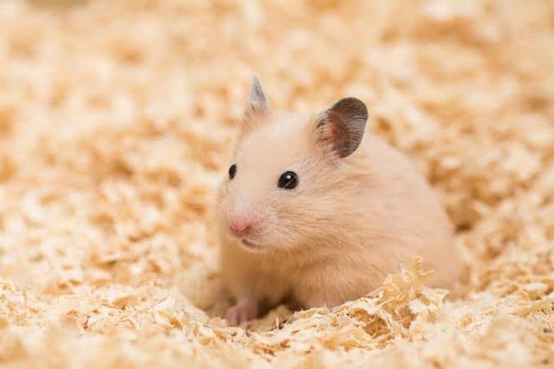 seriyan hamster 0