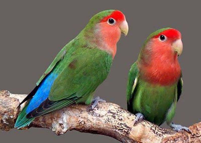 Love birds for sell 0