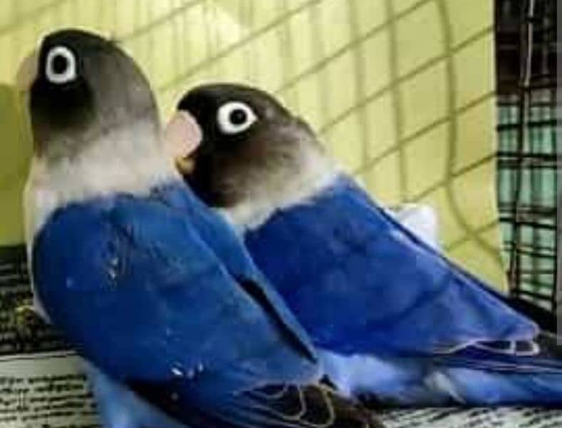 Love birds for sell 3