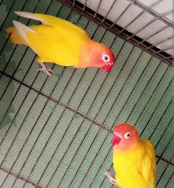 Love birds for sell 4