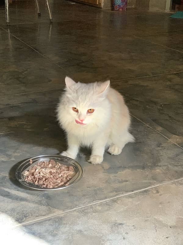 PERSIAN WHITE MALE CAT 0