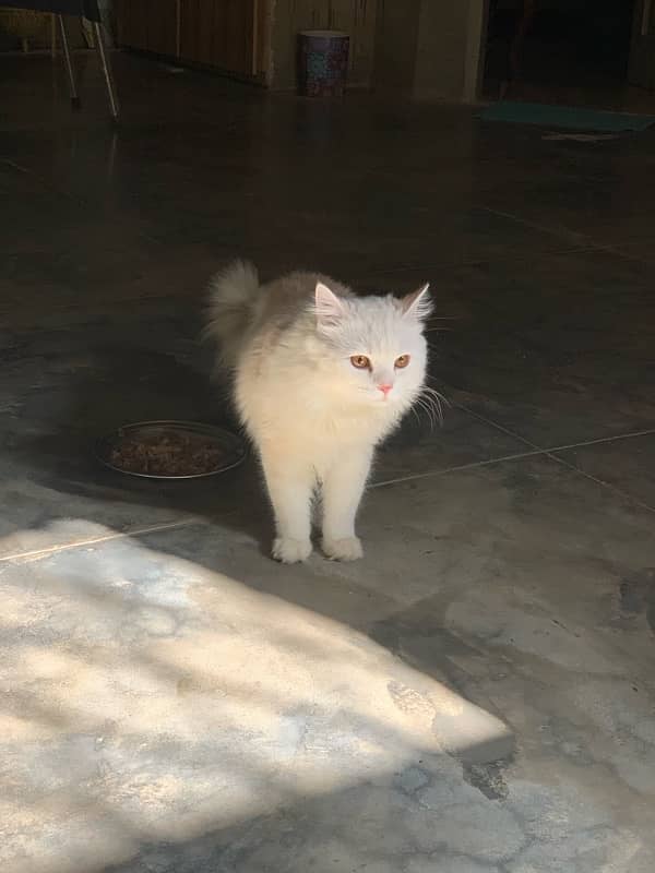 PERSIAN WHITE MALE CAT 1