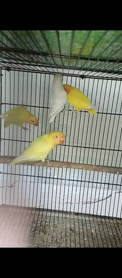 love birds patha available