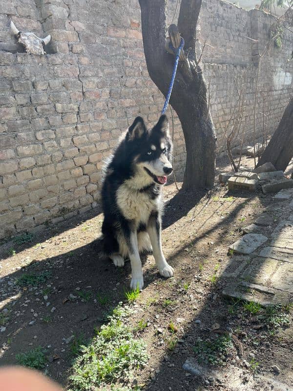 aguoti husky wool coated ,blue eyes dog male 0