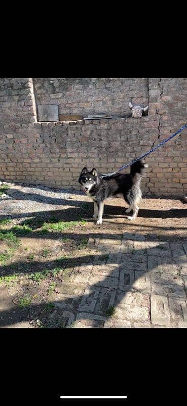 aguoti husky wool coated ,blue eyes dog male 2