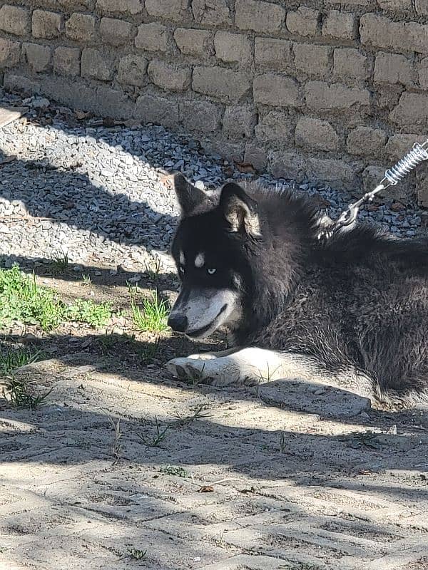 aguoti husky wool coated ,blue eyes dog male 3