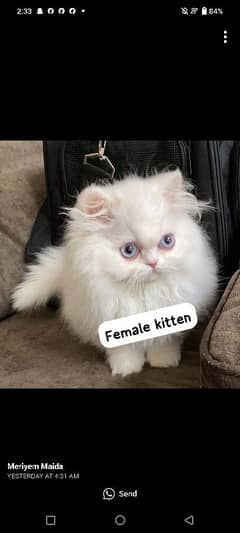 Persian kittens for sale  Delivery available