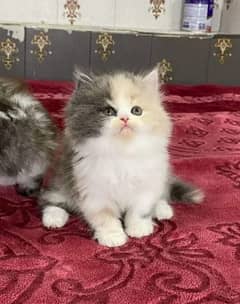 Persian kittens for sale  Delivery available