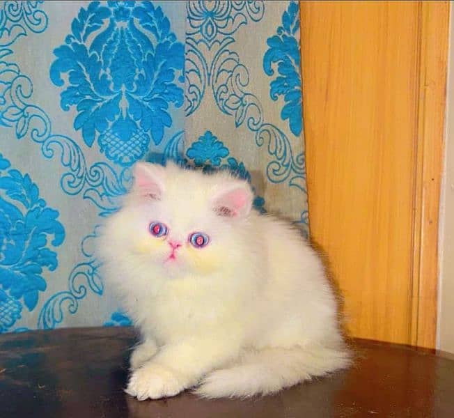 Persian kittens for sale  Delivery available 1