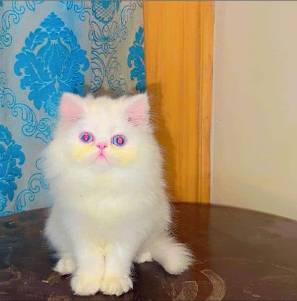 Persian kittens for sale  Delivery available 3