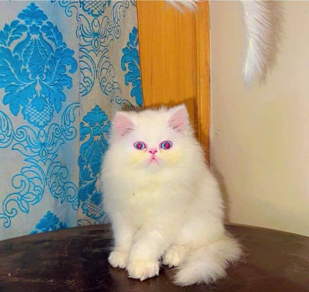 Persian kittens for sale  Delivery available 4