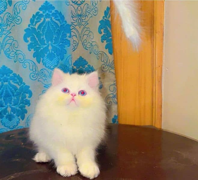 Persian kittens for sale  Delivery available 5