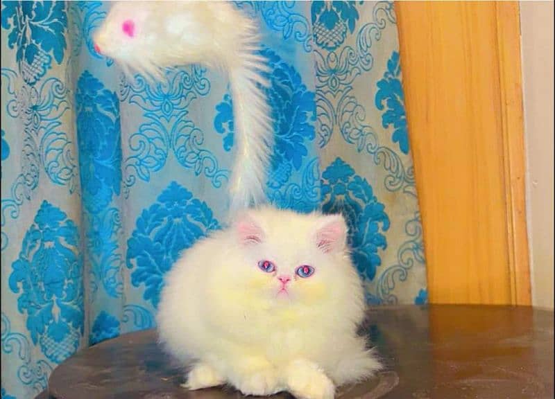 Persian kittens for sale  Delivery available 6