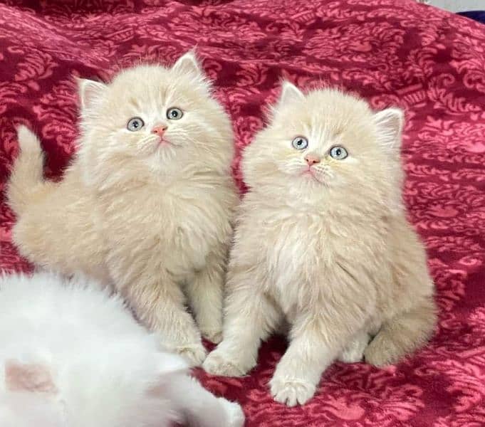 Persian kittens for sale  Delivery available 12