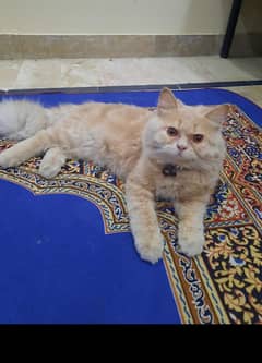 triple coated persian cat, s. punch face . Vacinated